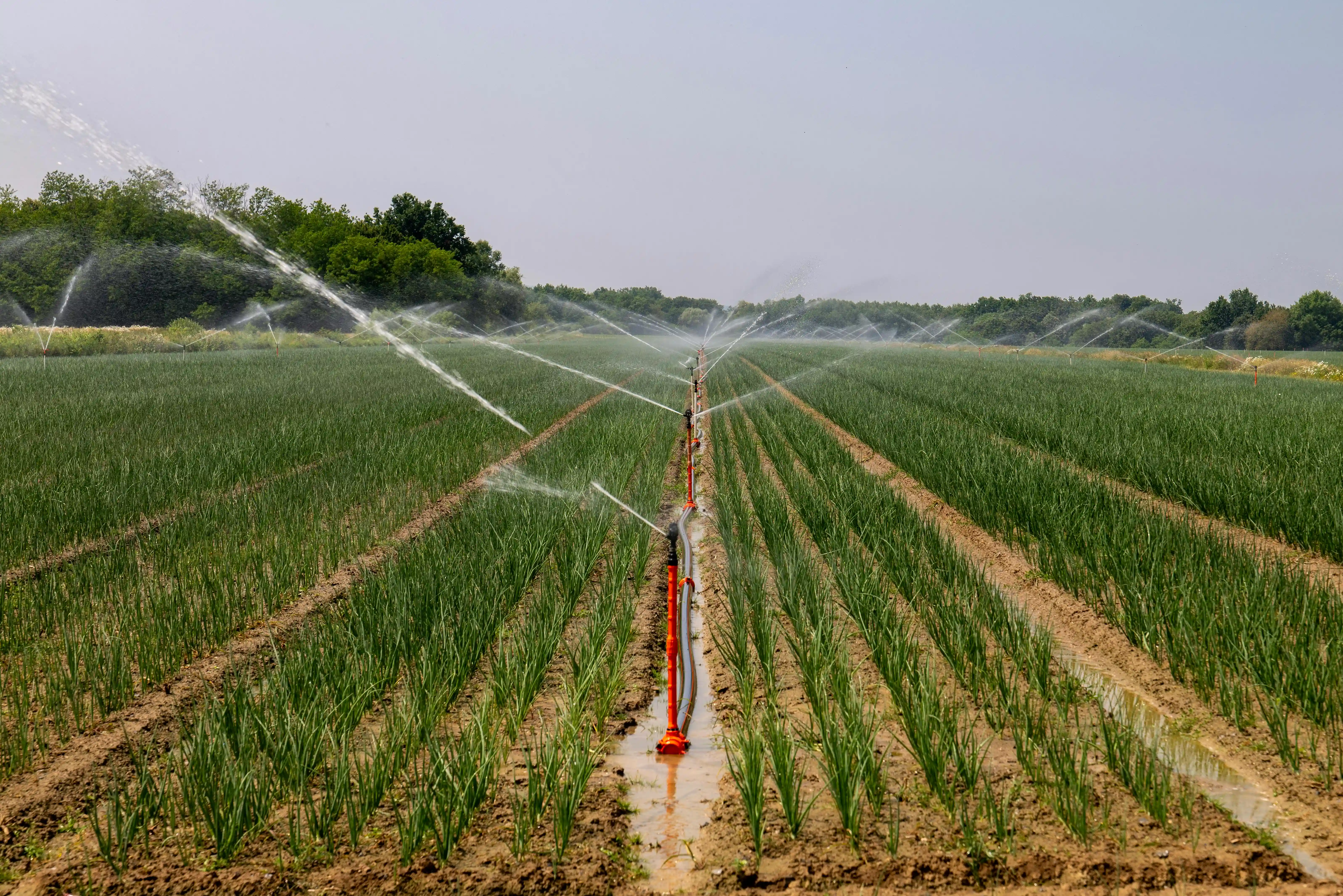 Maize Sourcing & Supply