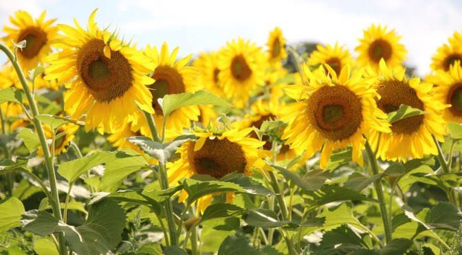 Sunflower