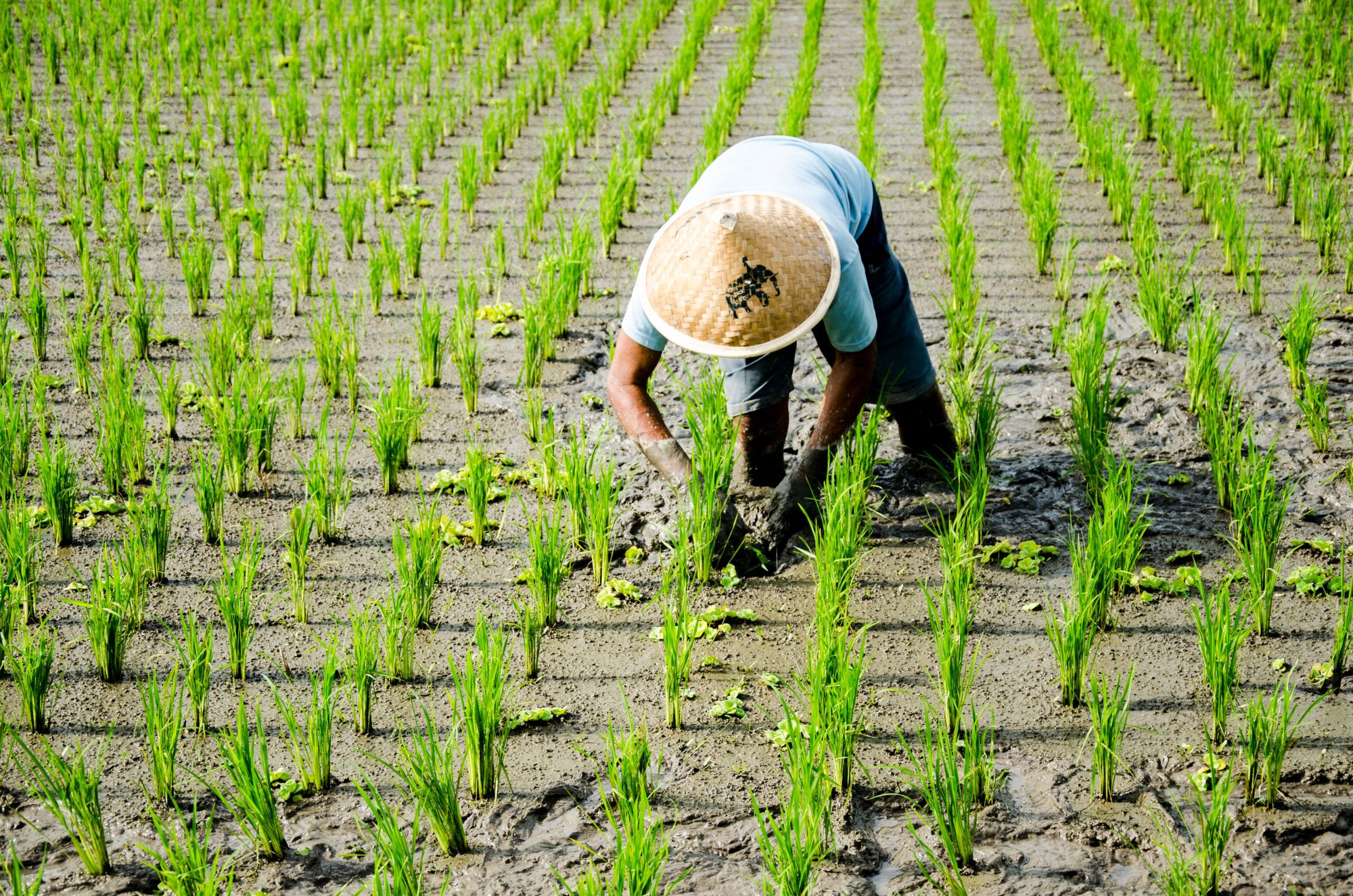 Reliable Wholesale Agricultural Supplies